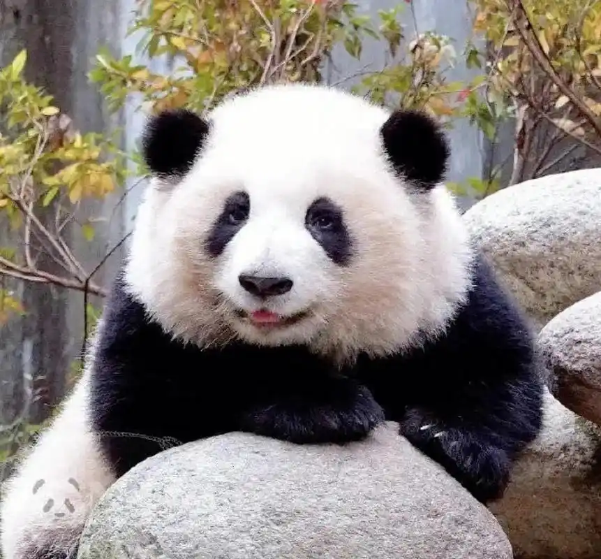 很多人都不知道,熊猫的顶级女明星花花其实是一个残疾宝宝: 1)2020年7