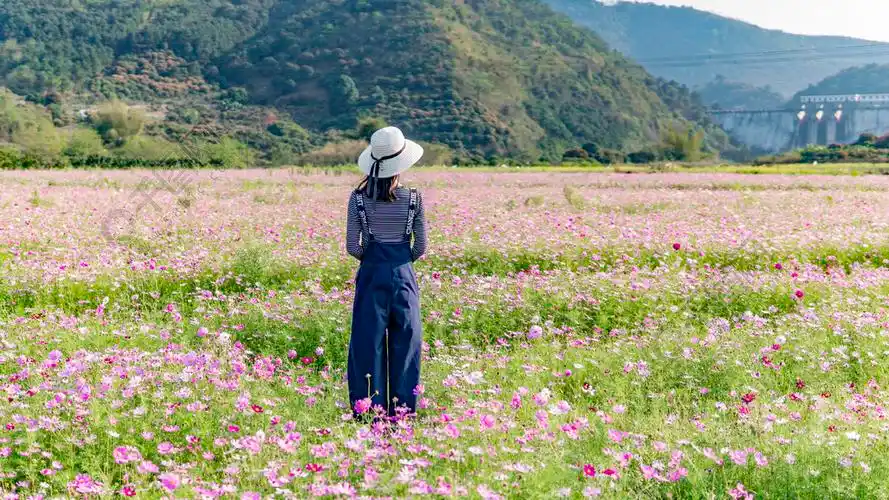旅行人物背影花海格桑花