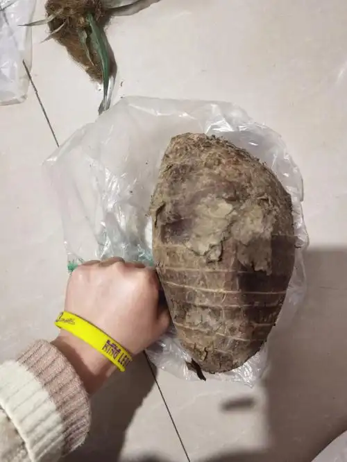 广西的荔浦芋头