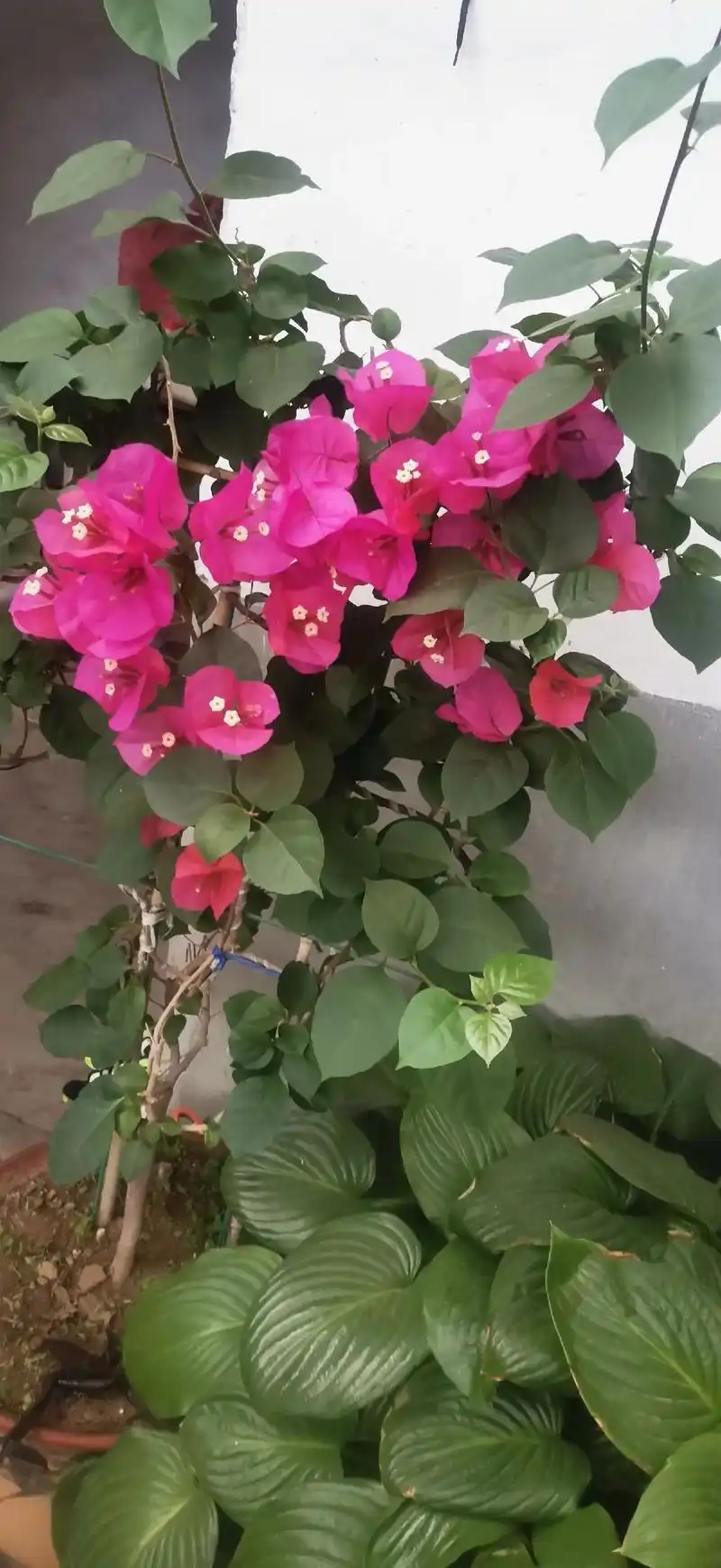 今天把这颗三角梅休剪了一下,形状是有了,希望过些日子再开花 - 抖音