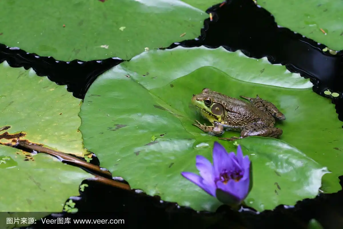 睡莲上的青蛙