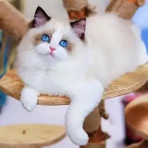 布偶猫幼猫纯种海双蓝双仙女猫小猫咪活物蓝眼布偶幼猫宠物猫活体