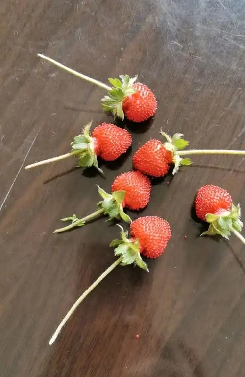 峨眉山野生药材系列——蛇莓