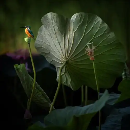 《荷塘艳影》张恩德荷花专题摄影作品展