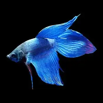 萌小星 泰国斗鱼 办公室客厅观赏斗鱼马尾斗鱼 热带淡水鱼水族活体