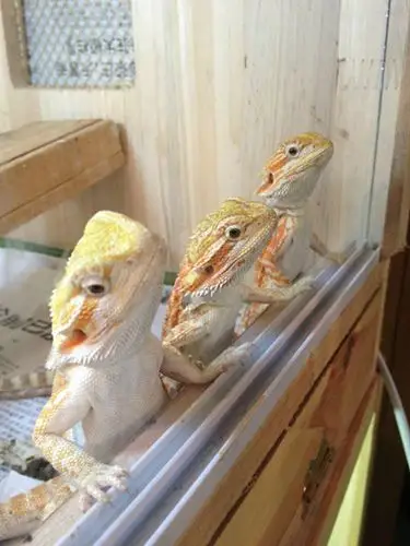 饲养鬃狮蜥常见的几个错误做法