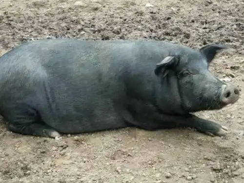 猪价那么高,为何农村零星养猪却不多?这个老农一语道出了辛酸