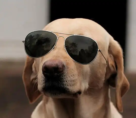 动物世界里的搞笑高手!