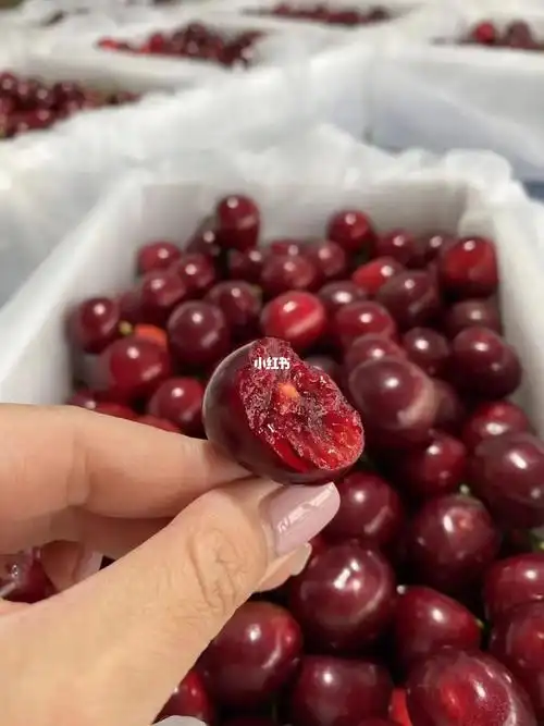 大连樱桃巴托,樱桃味十足,好吃不贵包你满意