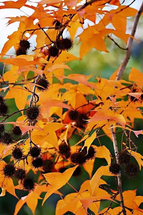 小区门前,三两株三角枫,枫叶红了,醉了秋又醉了冬