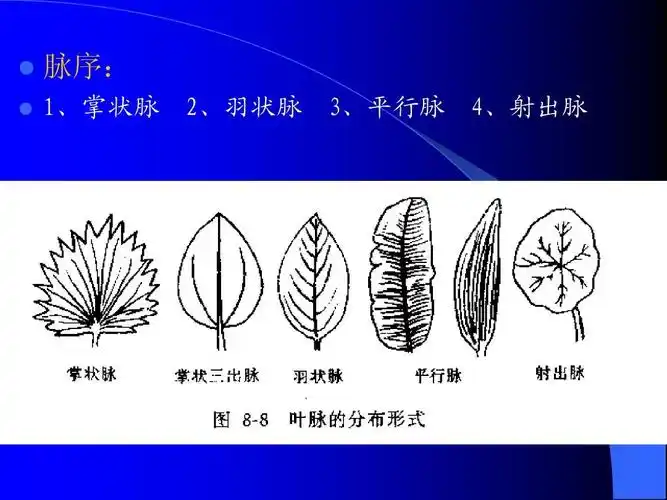 脉序: 1,掌状脉 2,羽状脉 3,平行脉 4,射出脉