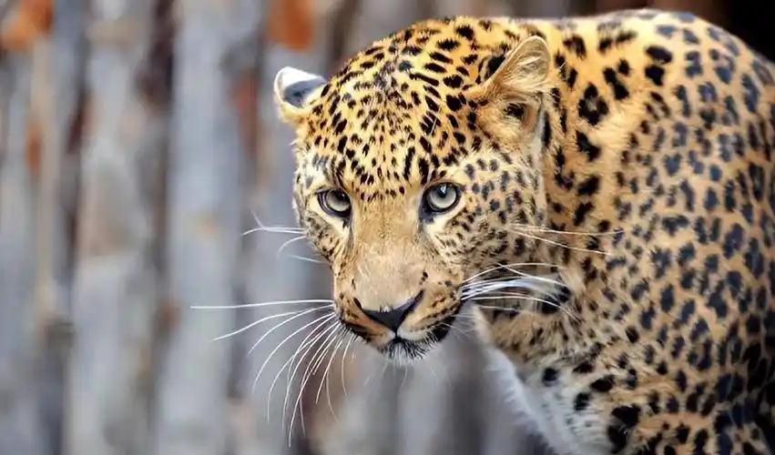 殊不知,华北豹是一个十足的狠角色,从它们充满凶恶的眼神就可以察觉