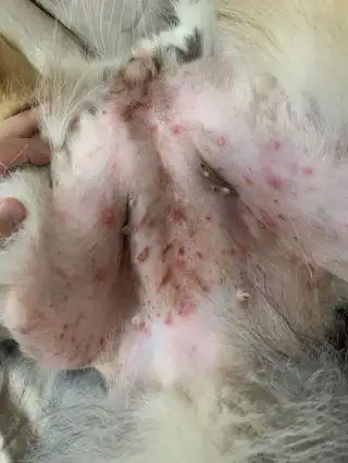 狗狗真菌感染皮肤病