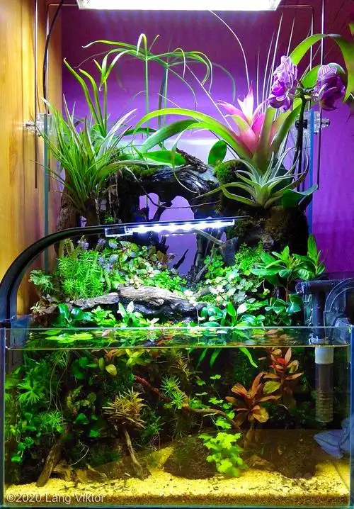 草缸及造景入门攻略