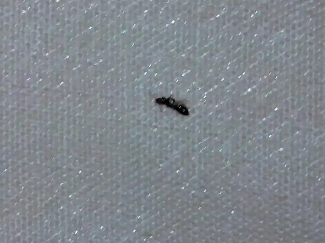 求解答啊 床上都是那种小虫 不知道什么情况 麻烦知道的看下 拍了几张