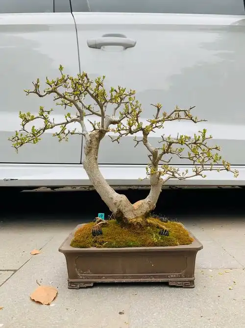 白蜡盆景图片欣赏(白蜡盆景图片欣赏高清)