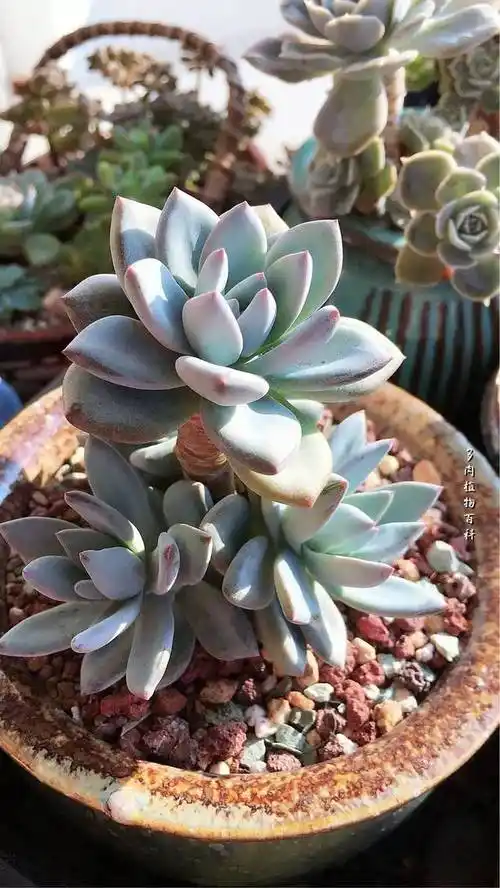 新买的霜之朝怎么养