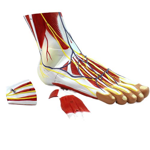 enovo颐诺医学足底层次解剖模型 踝关节肌肉神经血管韧带足脚脚关节