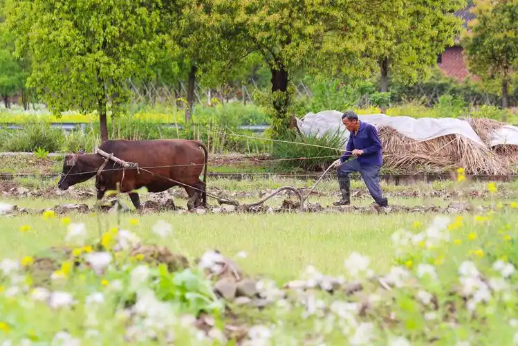 (社会)清明将至农事忙