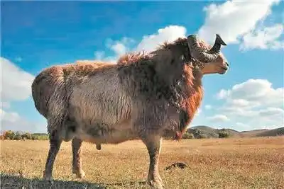 阿勒泰大尾羊手抄报手抄报版面设计图