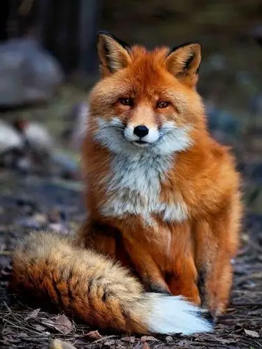 范冰冰靠着狐狸眼火97到国外,这么撩人的眼睛你也可以_圈子-新氧