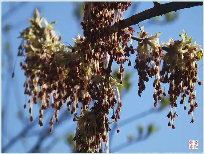 大好春光赏花容一一一我喜欢的树一一金叶复叶槭