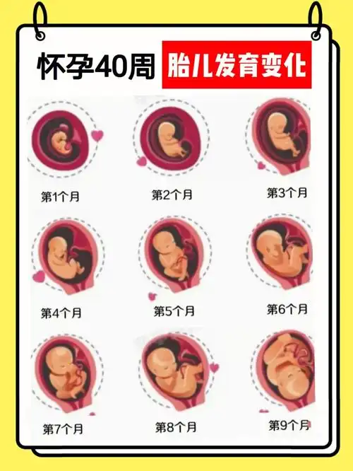怀孕40周胎儿发育变化77宝宝护理17条知识