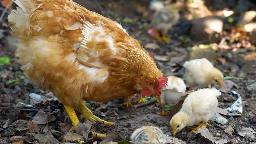 老母鸡带小鸡4k,母爱