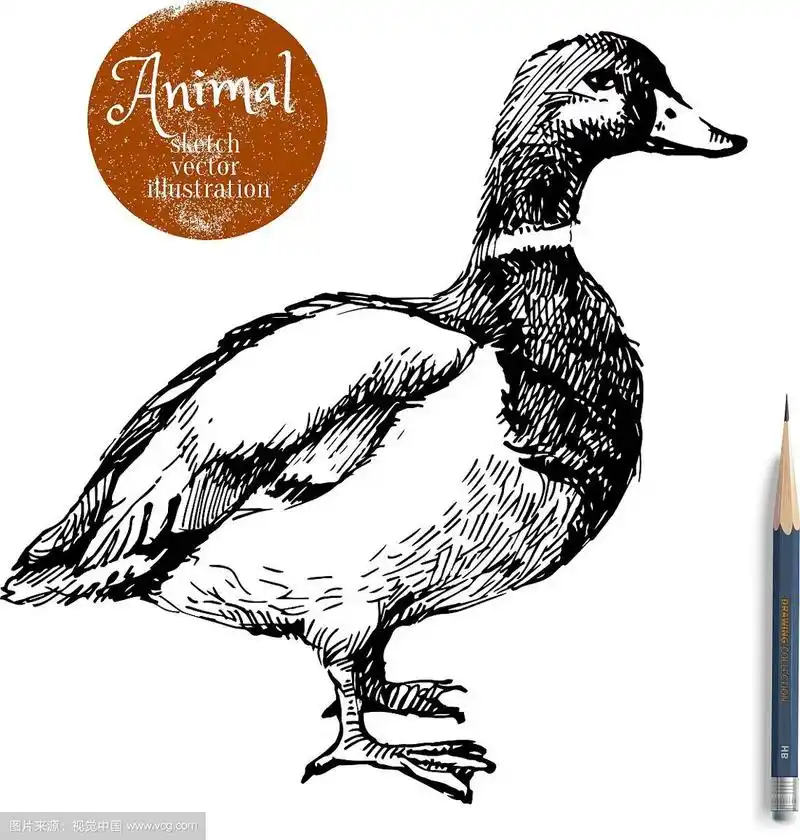 手绘鸭动物素描孤立