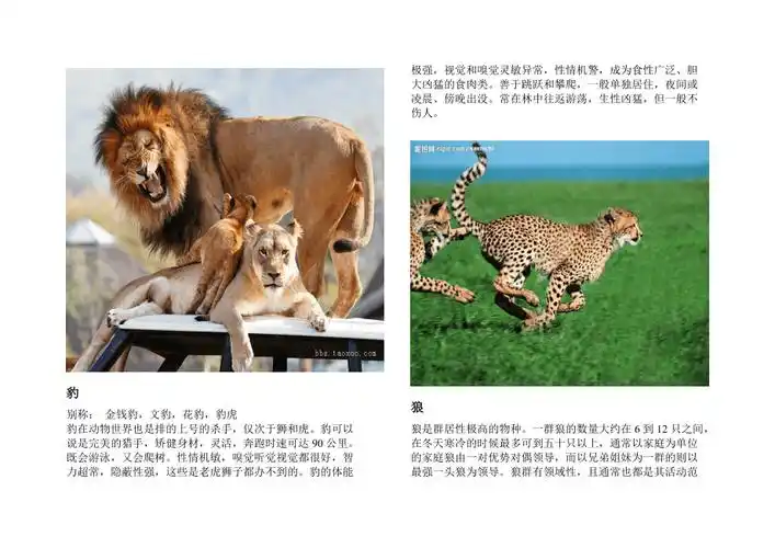 自编动物介绍图片