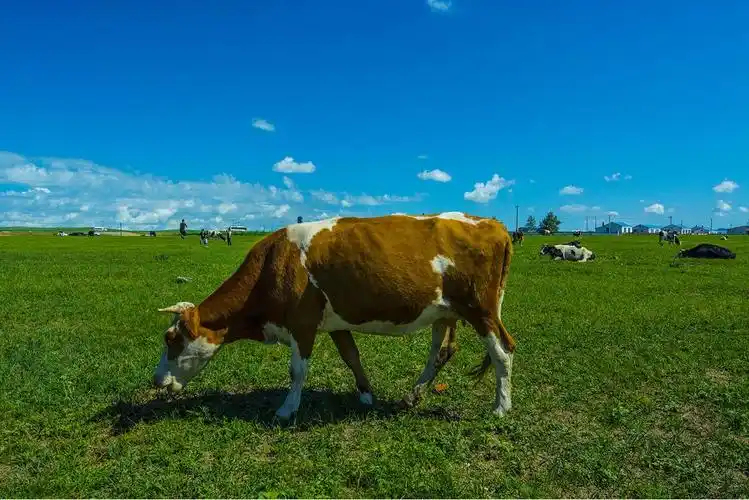 呼伦贝尔大草原是我想往已久的地方,这次真正实现了我的梦想.