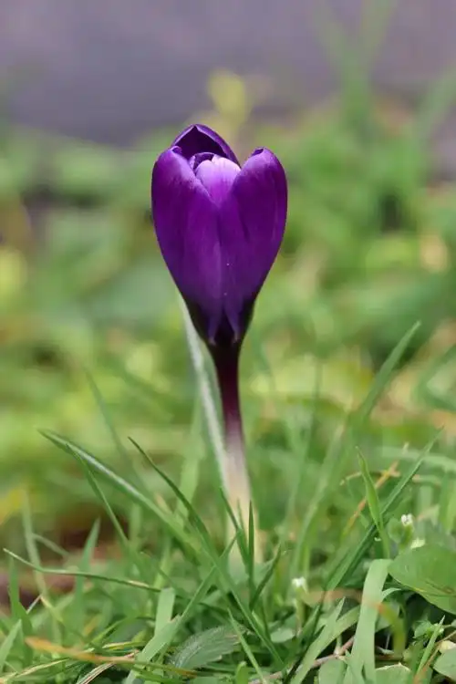 荷兰早春常见花