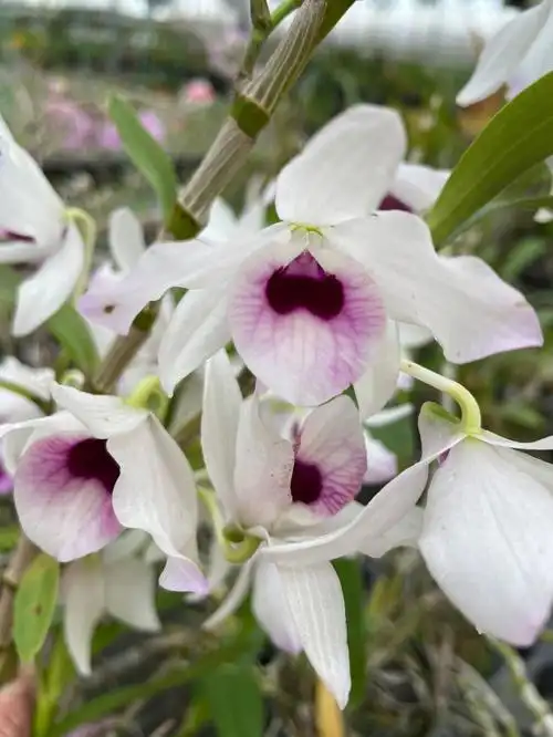 不知名的石斛兰