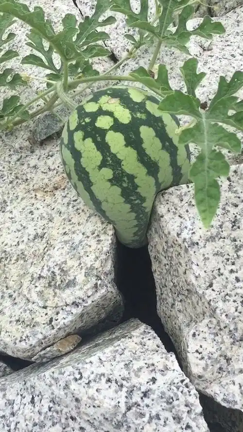 这才是真正的石缝瓜.[心]