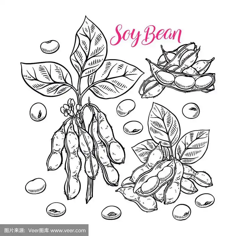大豆,绘画插图,艺术,素食,膳食