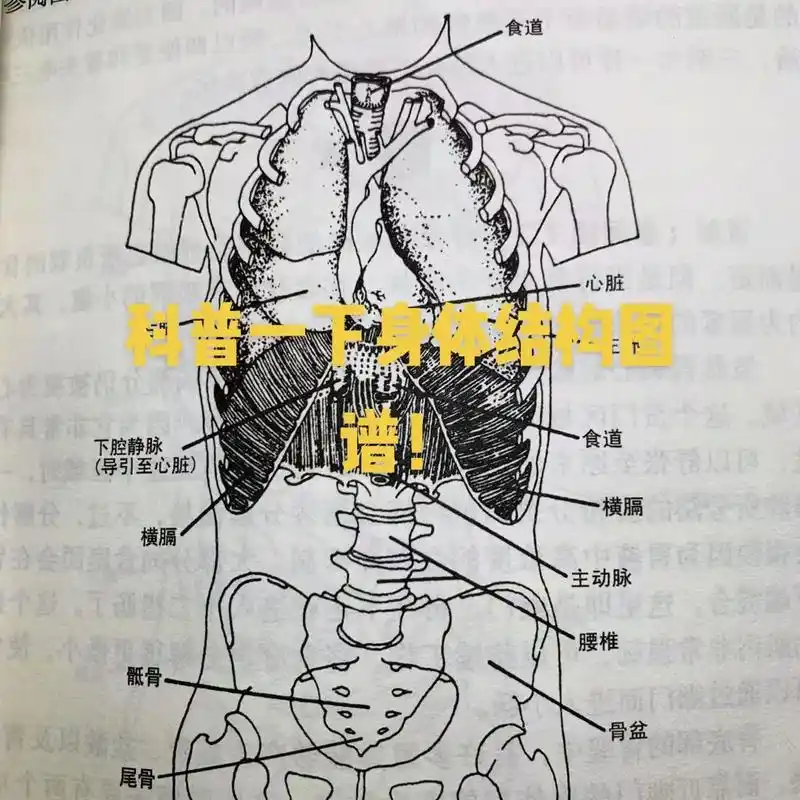 科普一下身体结构图谱