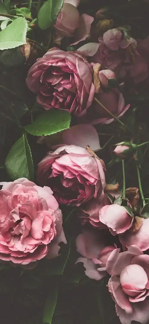 玫瑰花 - 堆糖,美图壁纸兴趣社区