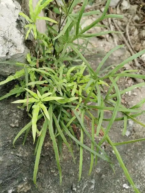 凤尾草图片大全(凤尾草图片大全 抗癌)_植物知识网