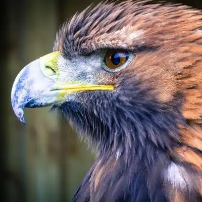 动物头像霸气,霸气尽显