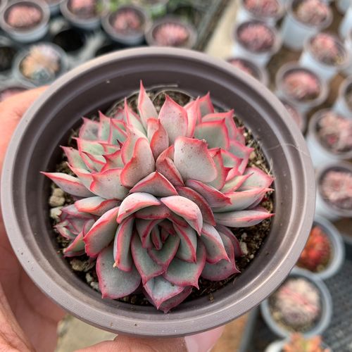 月光女神月光女神缀化多肉植物老桩多肉室内肉肉状态肉肉精品控养