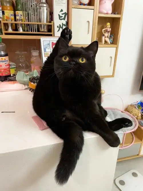 绝育了无性别样子还是妹纸一样的甜#英短  #黑猫  #黑色英国短毛猫
