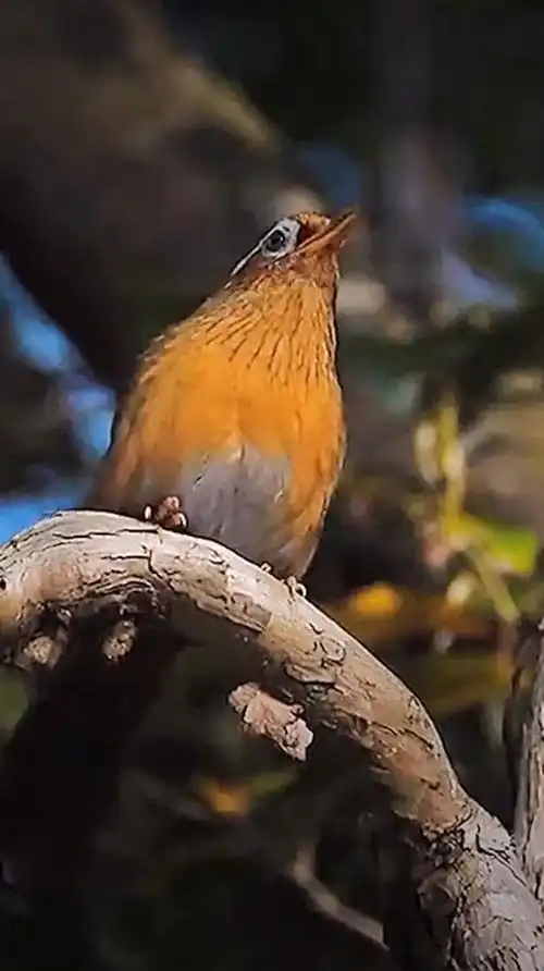 野生画眉鸟叫声太好听了