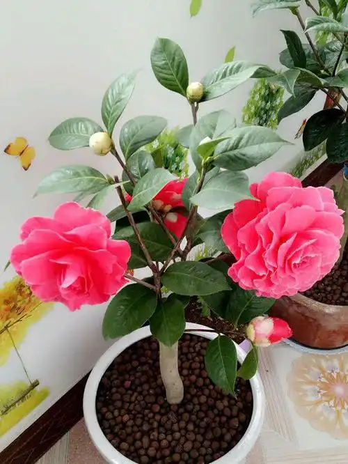 风水上不能养的花(大门口放三样东西最旺)