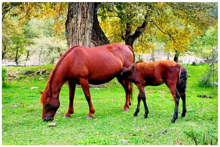 争春》2016年3月2日 摄三亚  《奶茶飘香》2016年7月27日 摄青海草原