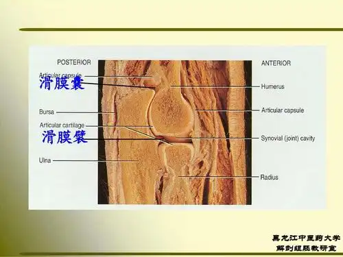 人体解剖学 第01节 关节学1ppt