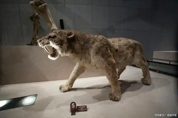 无法应对快速敏捷的猎物!是剑齿虎濒临灭绝的根本原因!
