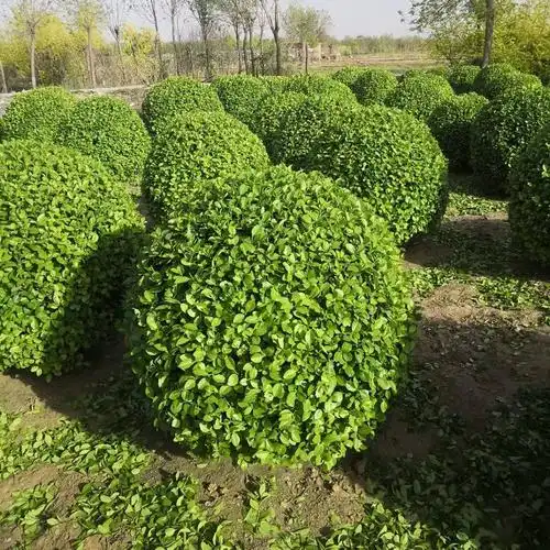 [胶东卫矛批发]胶东卫矛,卫矛,河北卫矛,定州卫矛,卫矛球出售价格1.6