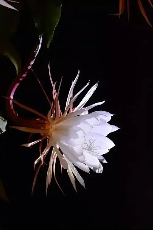 昙花一现,昙花并没有看到菩萨有看他一眼就消失了,但是当她消失的一