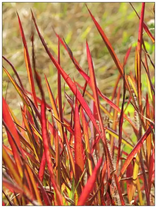 主题:园林常用花卉植物采集(8)祝各位新春愉快!