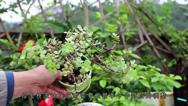 金枝玉叶施肥,这些"关窍"要抓住,让它生长更神速